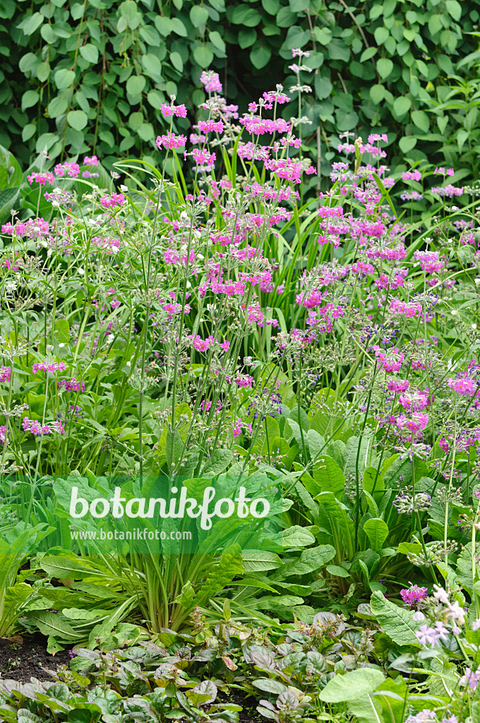 486098 - Candelabra primrose (Primula beesiana)