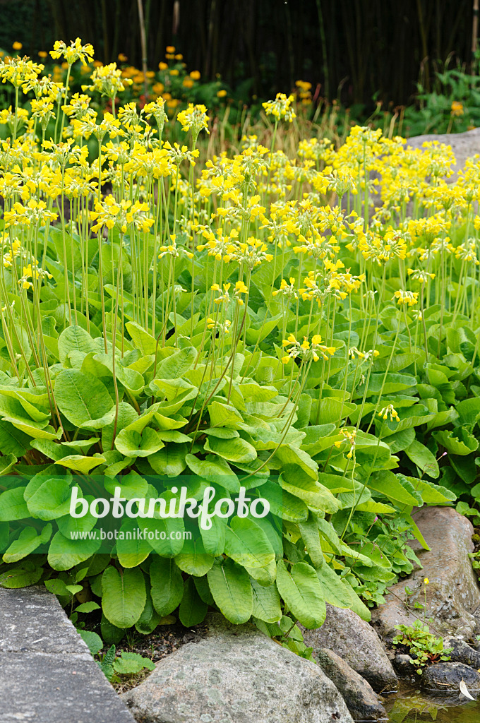 486086 - Candelabra primrose (Primula chungensis)