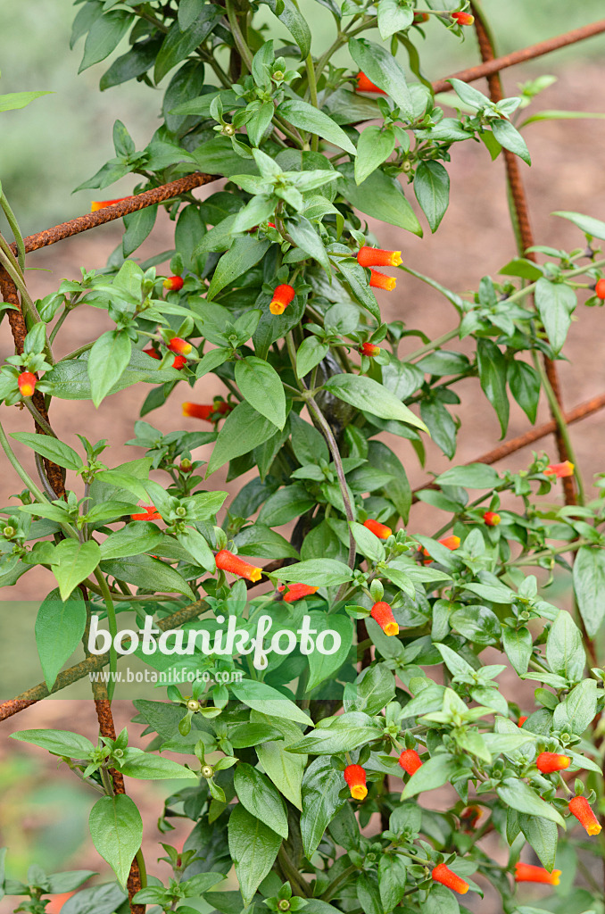 523108 - Candy corn vine (Manettia luteorubra syn. Manettia inflata)