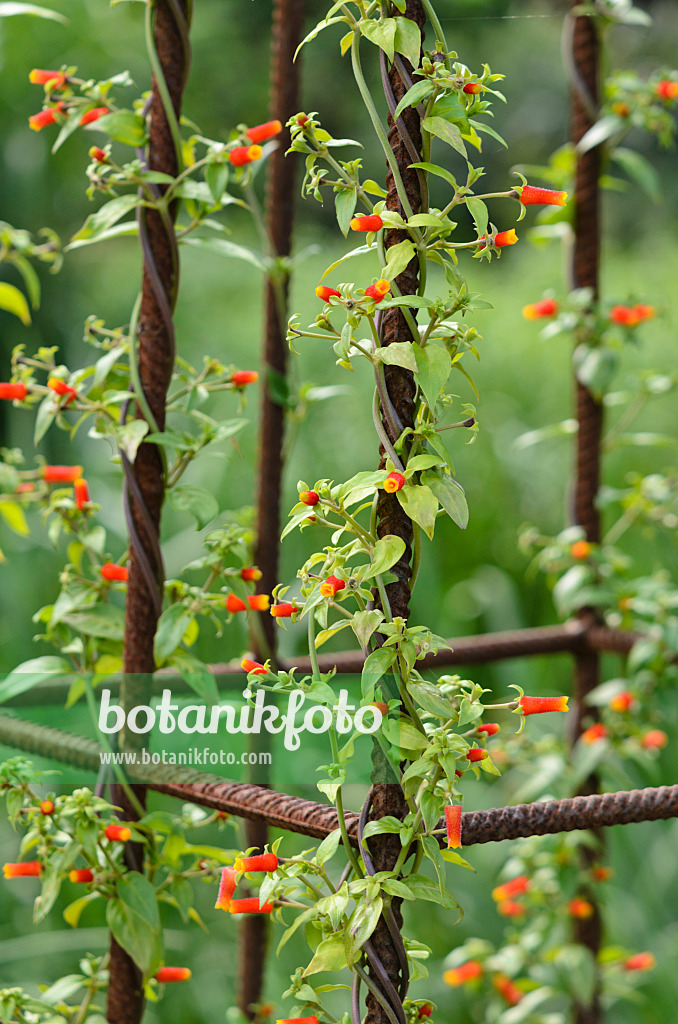 523113 - Candy corn vine (Manettia luteorubra syn. Manettia inflata)