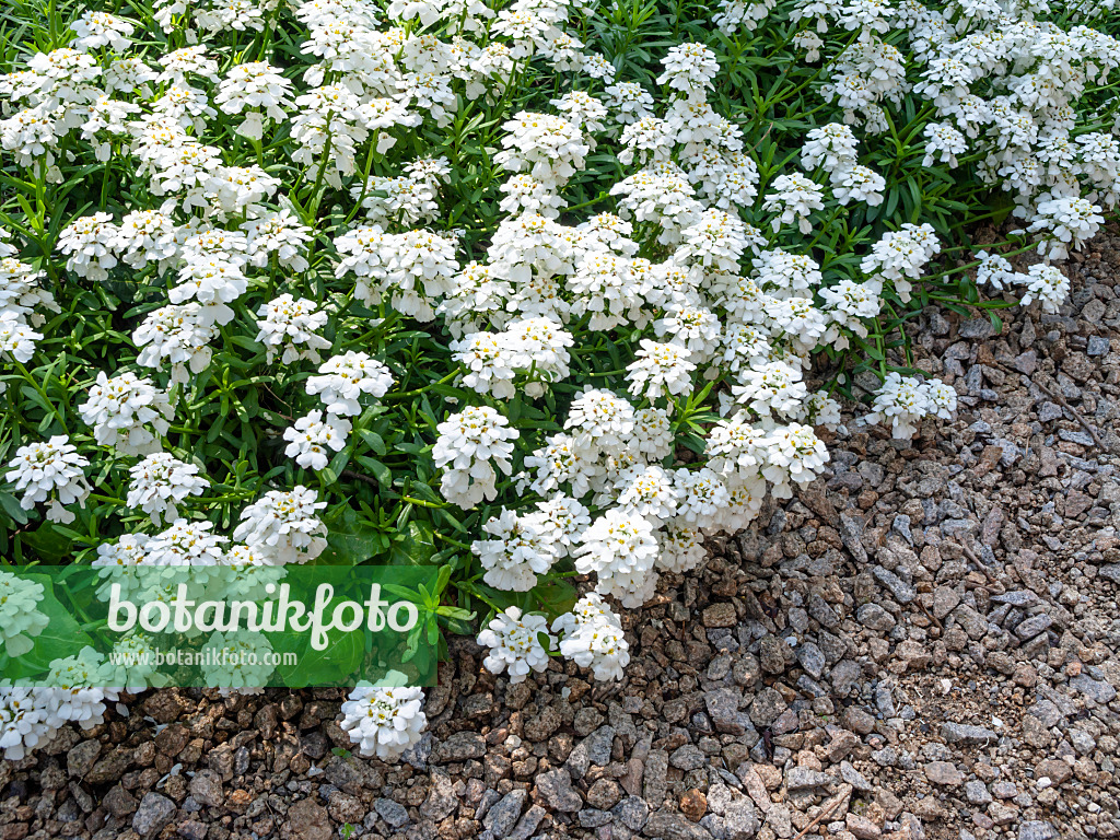 437251 - Candytuft (Iberis saxatilis var. saxatilis)