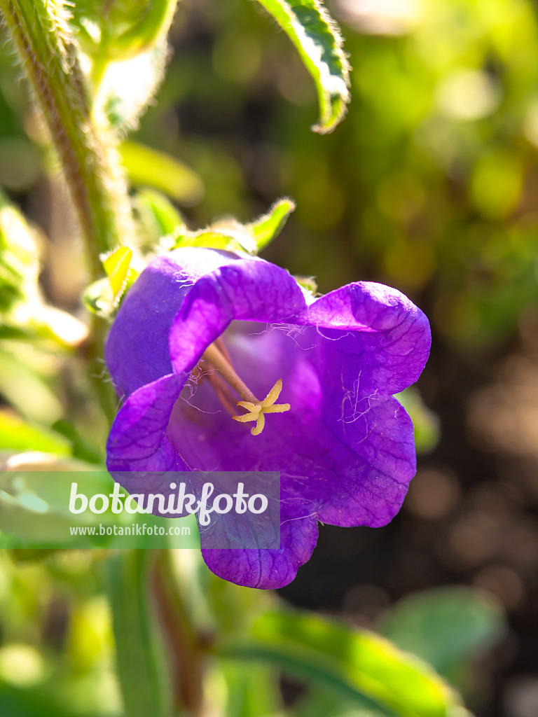 426328 - Canterbury bells (Campanula medium)