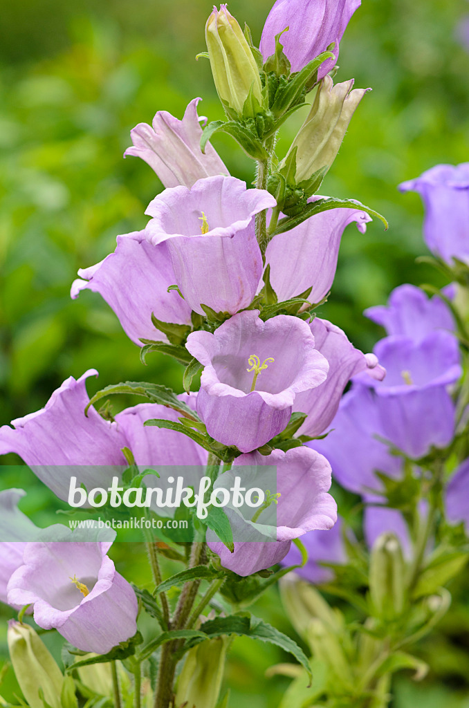 521165 - Canterbury bells (Campanula medium)