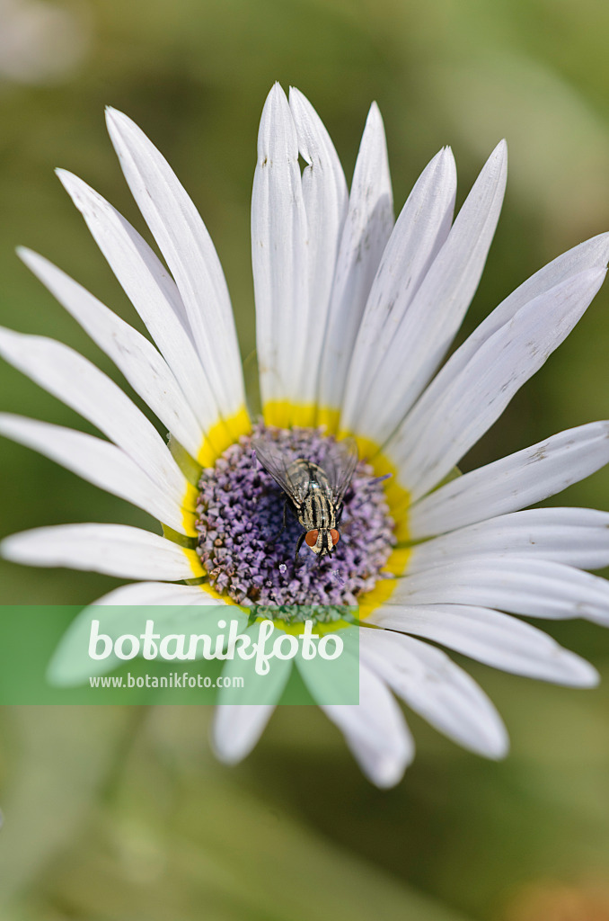 547369 - Cape daisy (Arctotis venusta) with fly