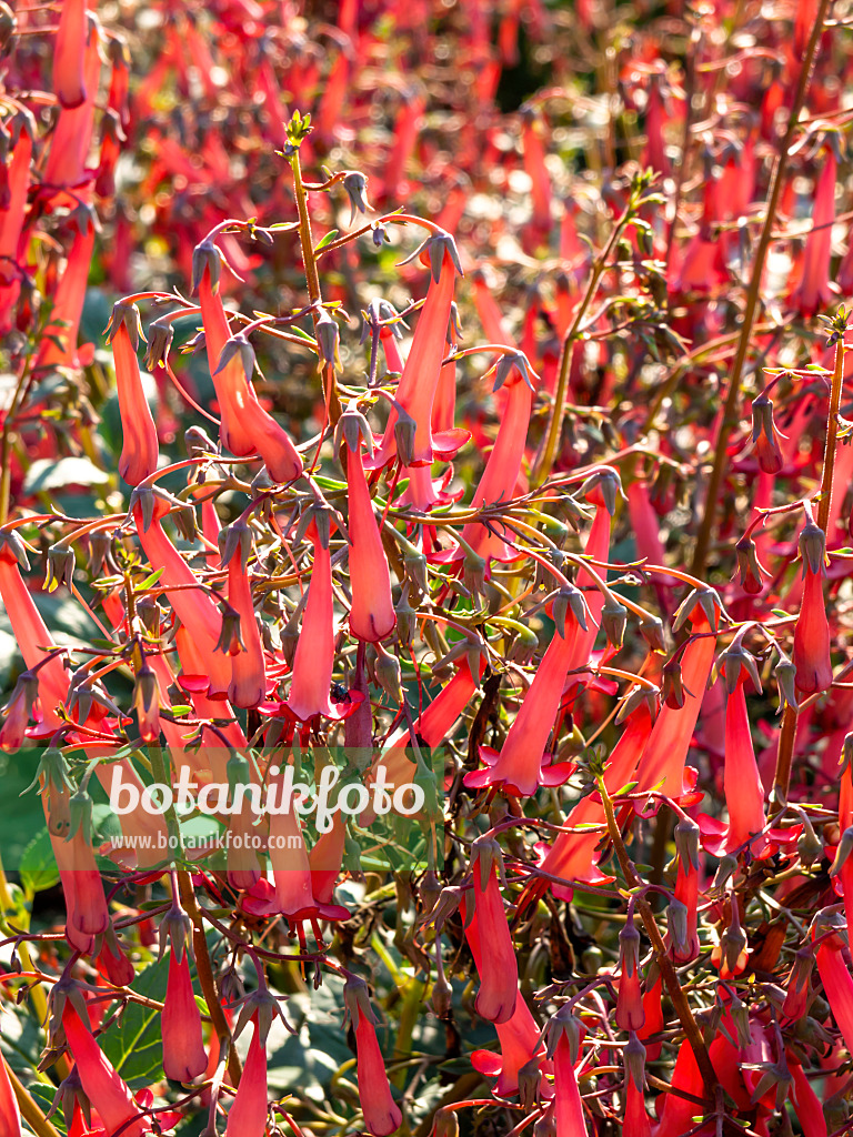 439300 - Cape fuchsia (Phygelius x rectus 'Devils Tears')