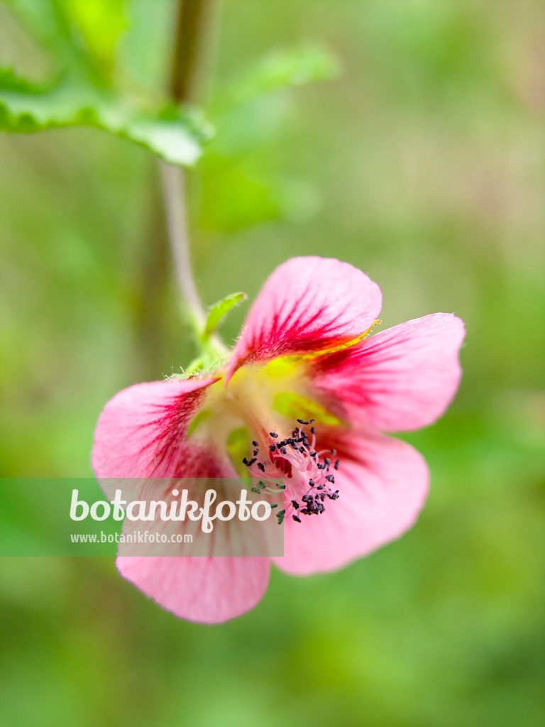 426318 - Cape mallow (Anisodontea capensis)