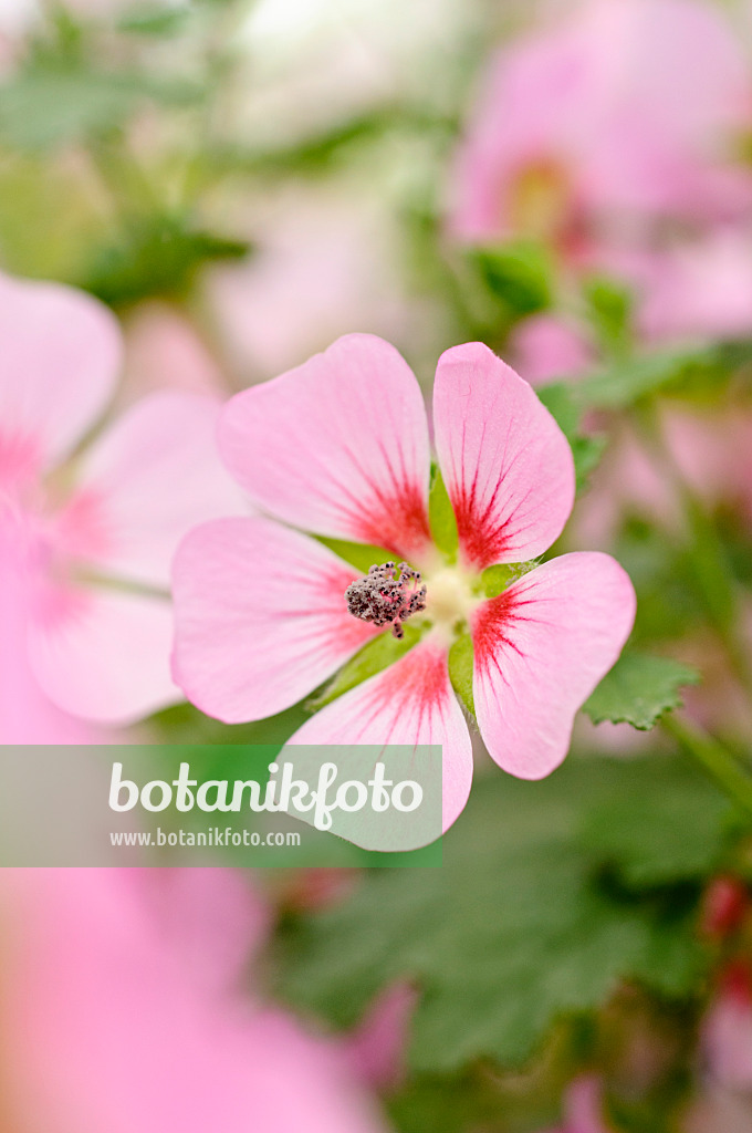 474198 - Cape mallow (Anisodontea capensis 'Lady in Pink')