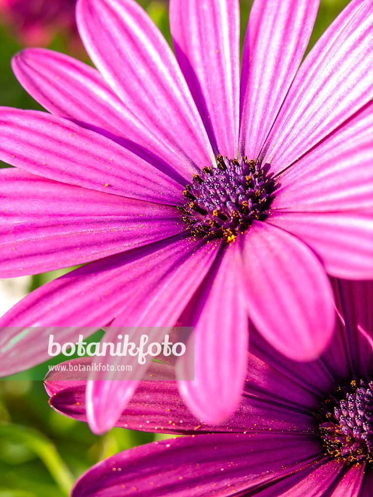 430142 - Cape marguerite (Osteospermum ecklonis syn. Dimorphotheca ecklonis)