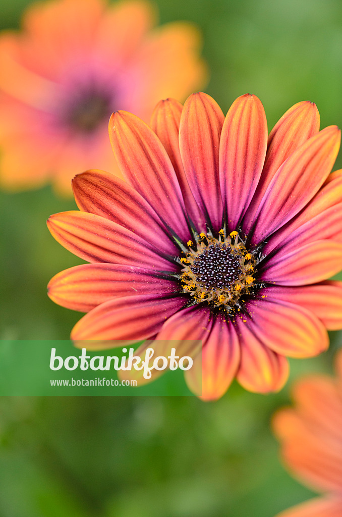 523264 - Cape marguerite (Osteospermum ecklonis syn. Dimorphotheca ecklonis)