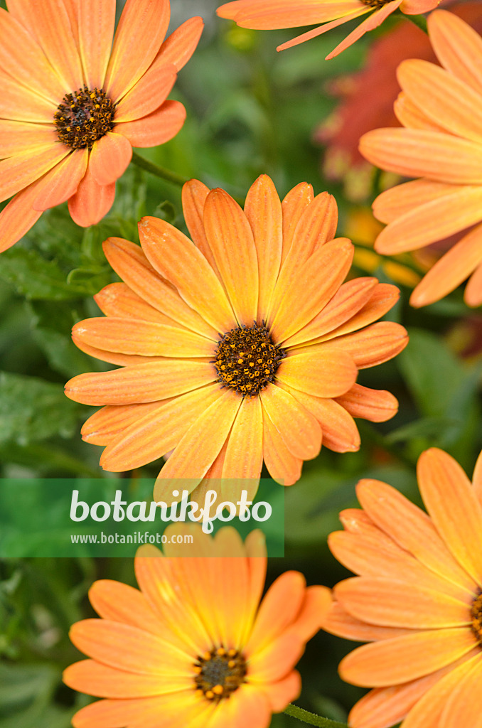 572069 - Cape marguerite (Osteospermum ecklonis 'Orange Flame' syn. Dimorphotheca ecklonis 'Orange Flame')