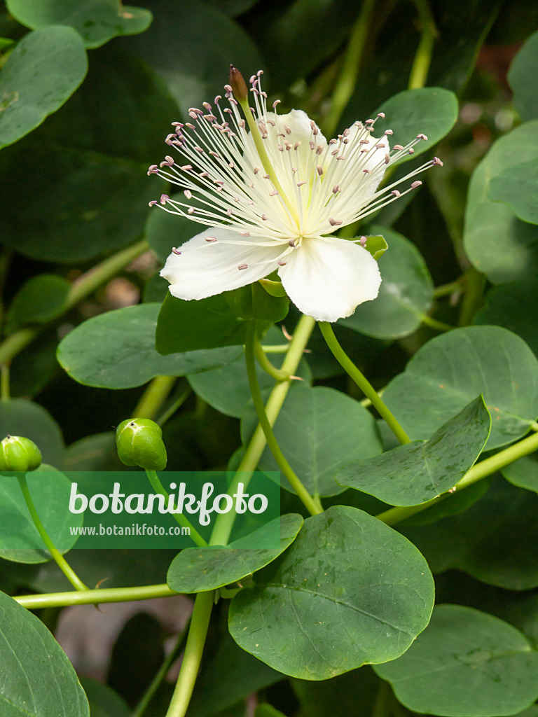 426078 - Caper plant (Capparis spinosa)