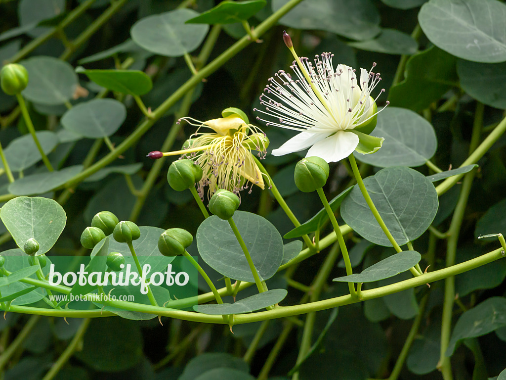 426079 - Caper plant (Capparis spinosa)