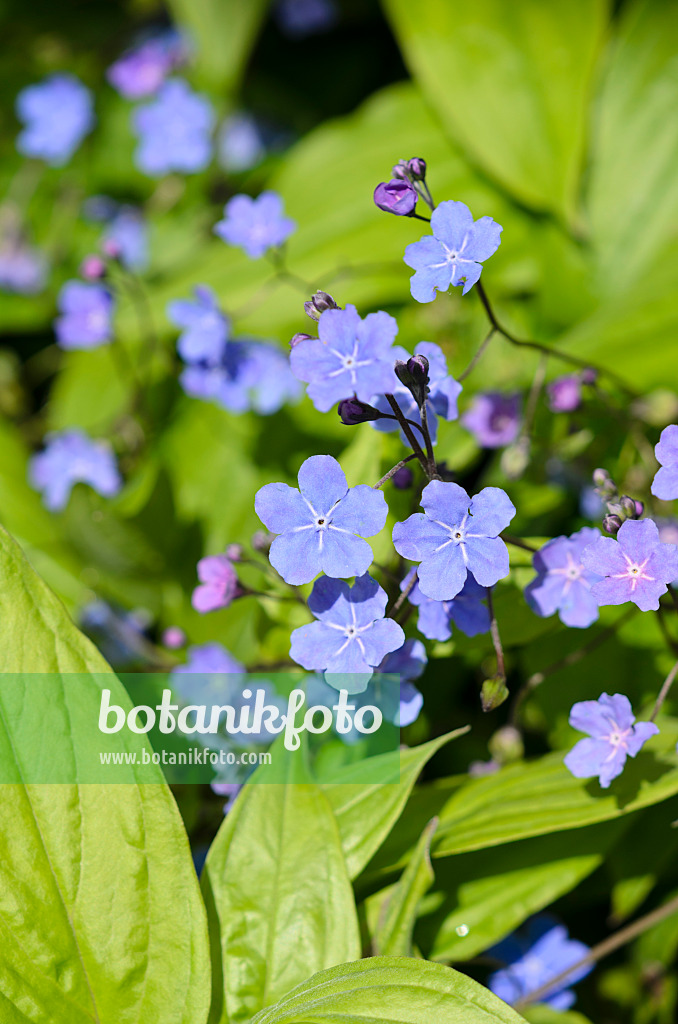 533432 - Cappadocian navelwort (Omphalodes cappadocica 'Cherry Ingram')