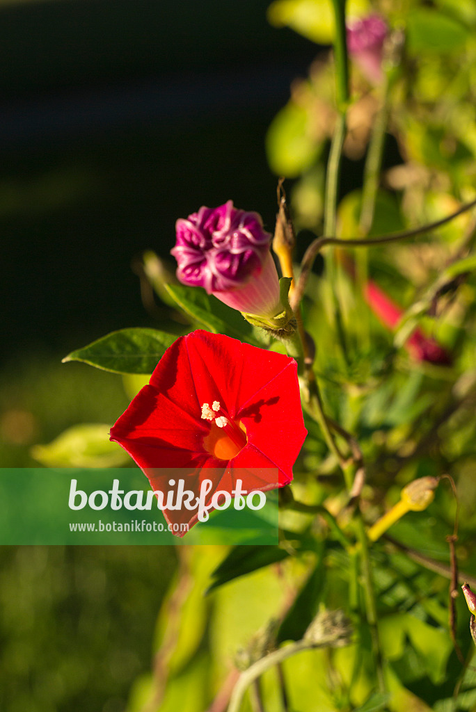 597008 - Cardinal climber (Ipomoea x sloteri)