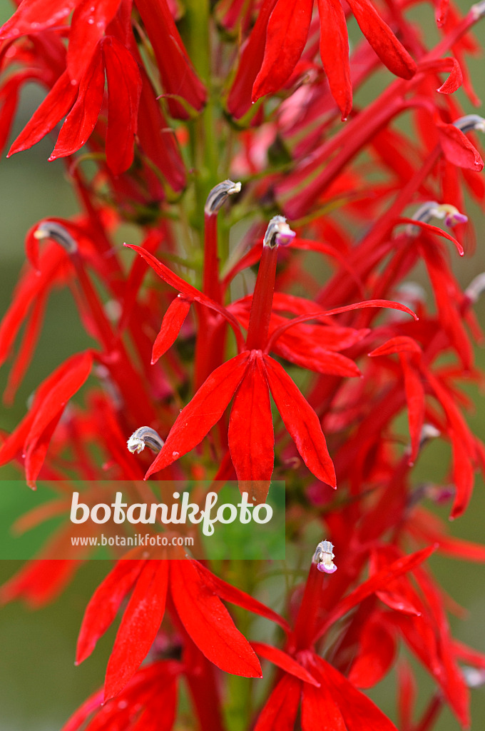 474260 - Cardinal flower (Lobelia cardinalis)