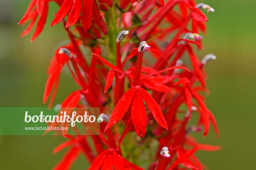 474261 - Cardinal flower (Lobelia cardinalis)