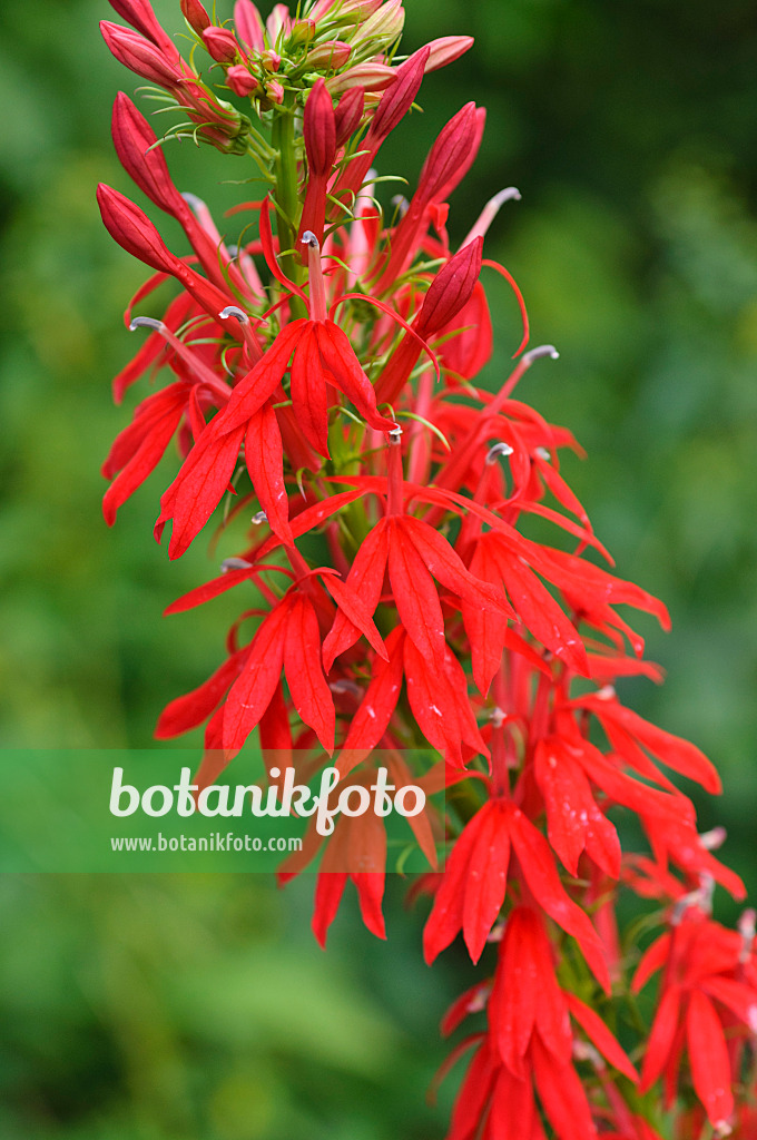 487169 - Cardinal flower (Lobelia cardinalis)