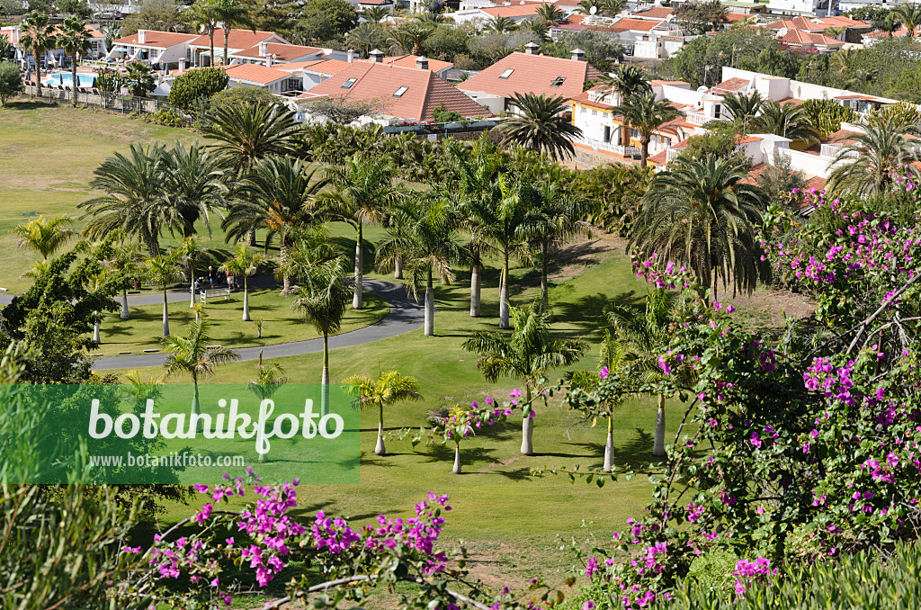 564044 - Caribbean royal palms (Roystonea oleracea) on a golf course, Maspalomas, Gran Canaria, Spain