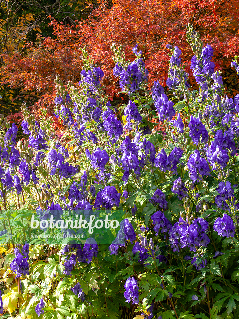 442105 - Carmichael's monkshood (Aconitum carmichaelii 'Arendsii' syn. Aconitum arendsii)