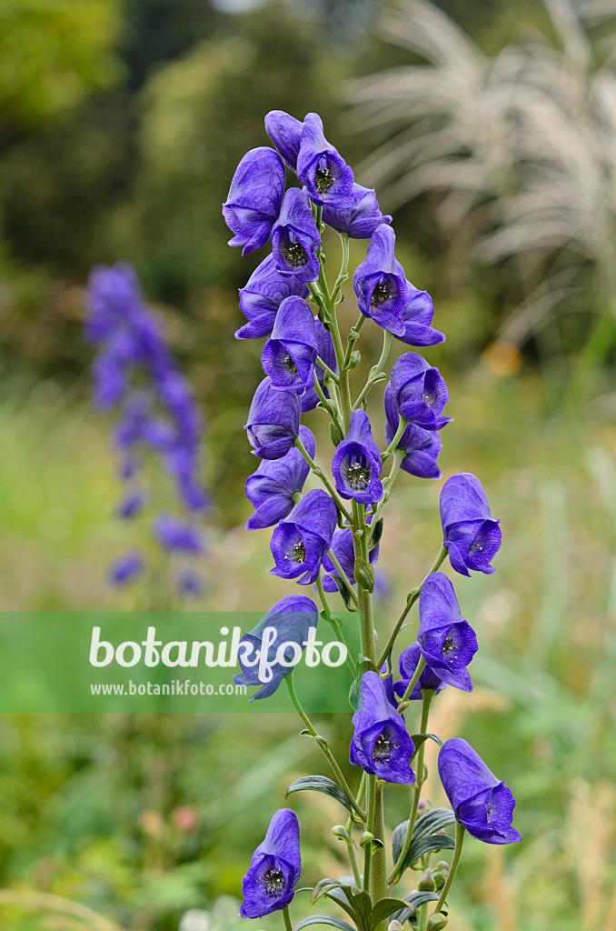 524058 - Carmichael's monkshood (Aconitum carmichaelii 'Arendsii' syn. Aconitum arendsii)