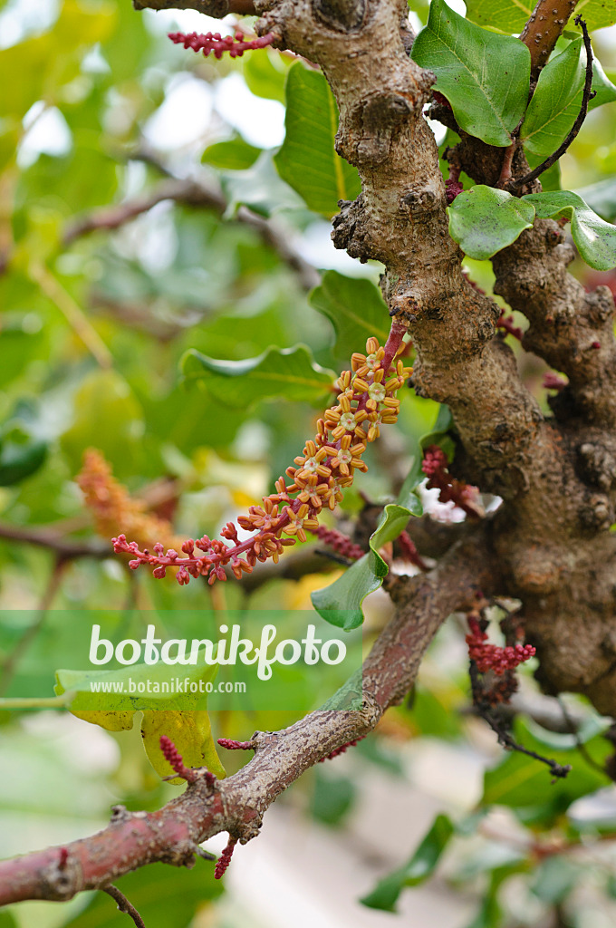 476165 - Carob tree (Ceratonia siliqua)