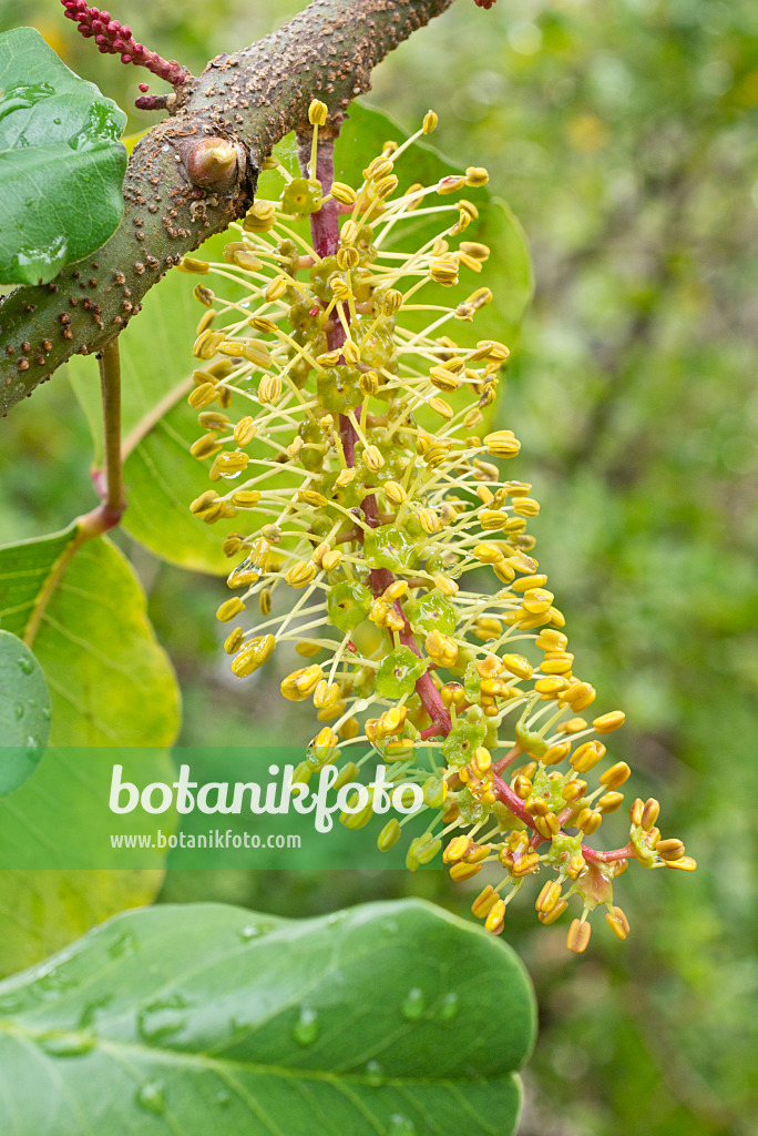 561075 - Carob tree (Ceratonia siliqua)