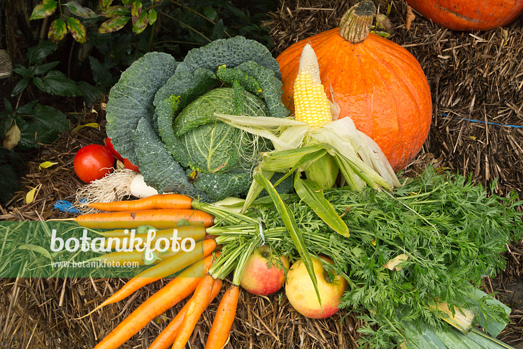 609030 - Carrot (Daucus), apple (Malus), cabbage (Brassica oleracea), corn (Zea mays), parsley (Petroselinum crispum) and squash (Cucurbita)