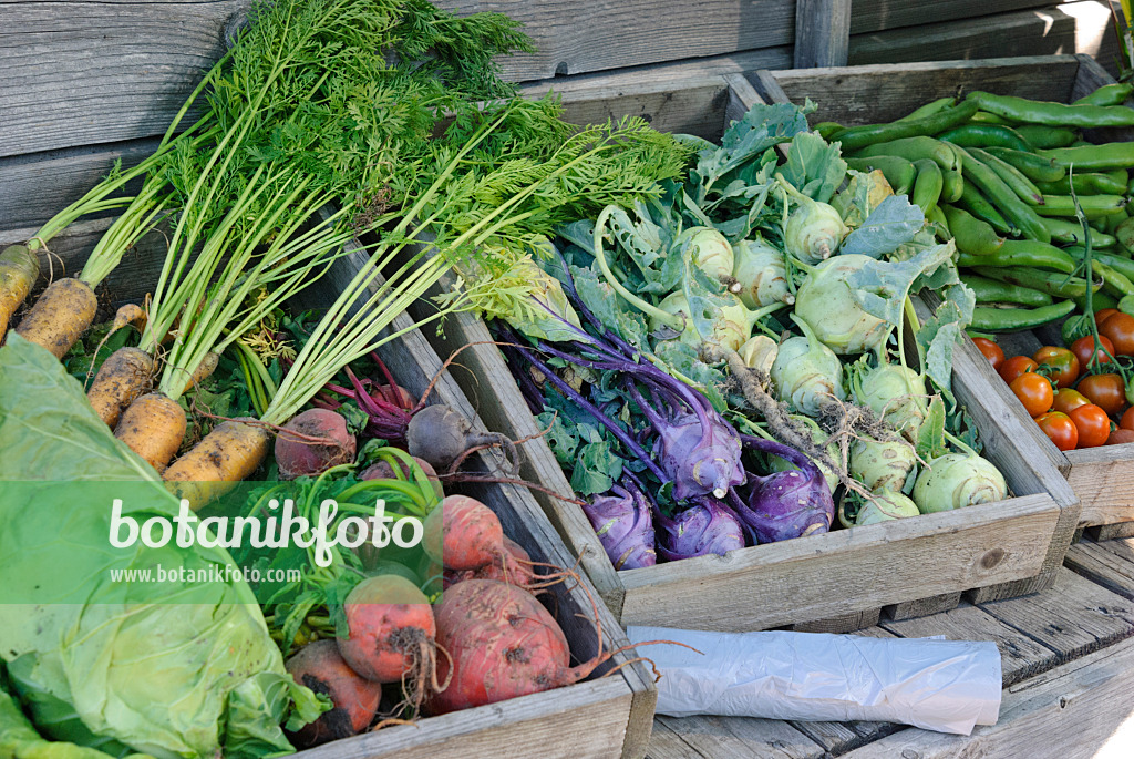 475044 - Carrot (Daucus carota subsp. sativus), red beet (Beta vulgaris var. conditiva) and kohlrabi (Brassica oleracea var. gongyloides) 475044 - Carrot (Daucus carota subsp. sativus), red beet (Beta vulgaris var. conditiva) and kohlrabi (Brassica oleracea var. gongyloides)