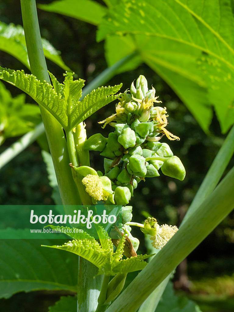 428322 - Castor oil plant (Ricinus communis)