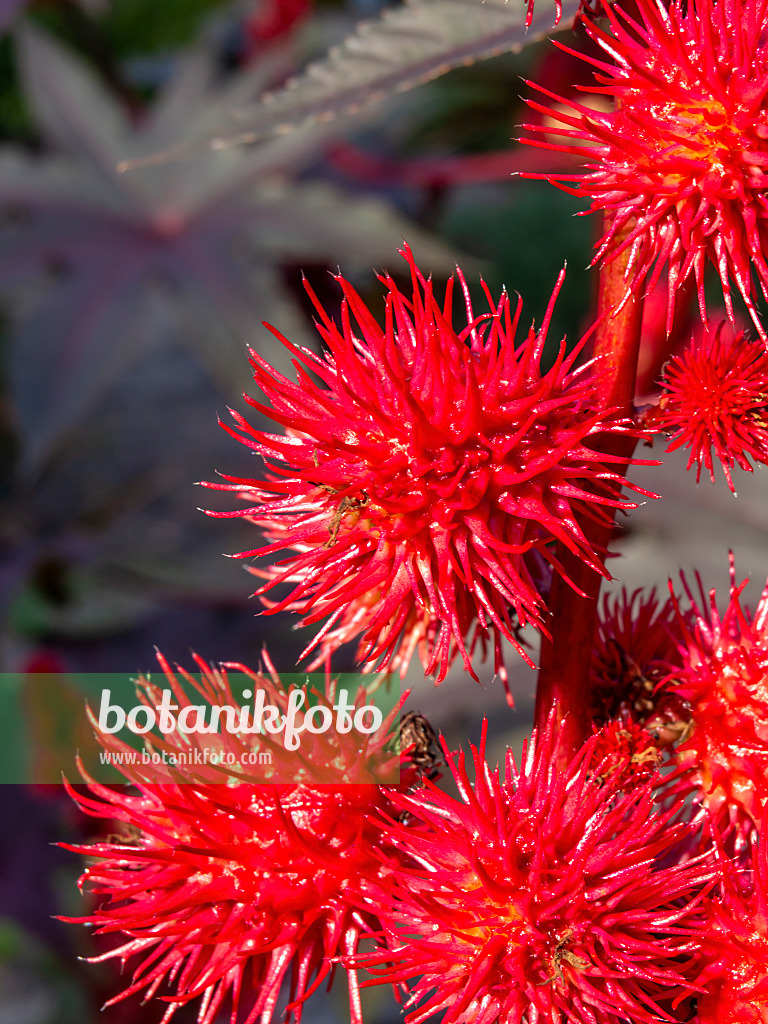 464008 - Castor oil plant (Ricinus communis)