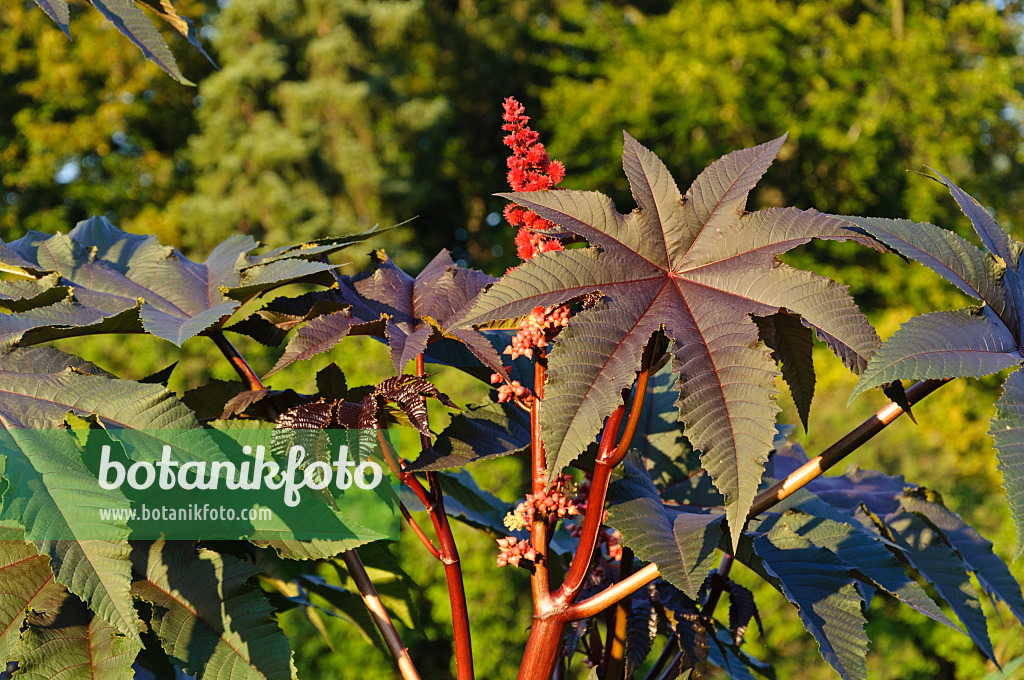 487117 - Castor oil plant (Ricinus communis)