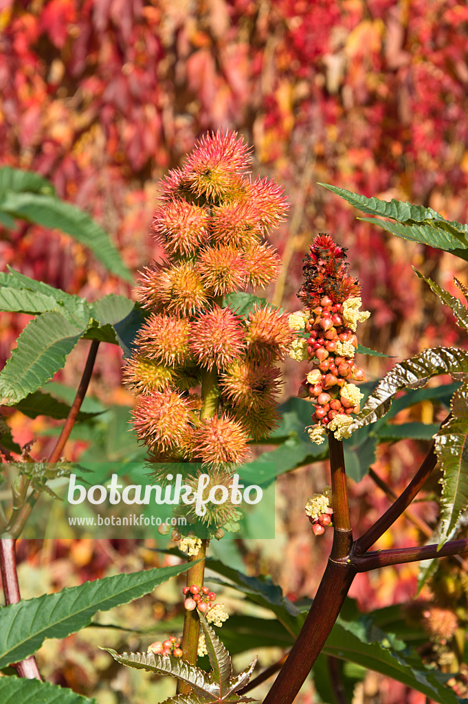 513078 - Castor oil plant (Ricinus communis)