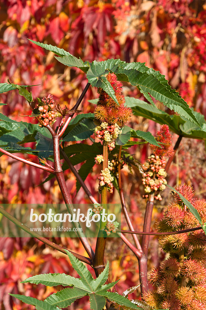 513079 - Castor oil plant (Ricinus communis)