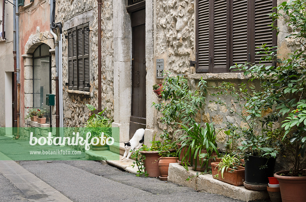 569081 - Cat in friont of an old town house with flower pots, Vence, France