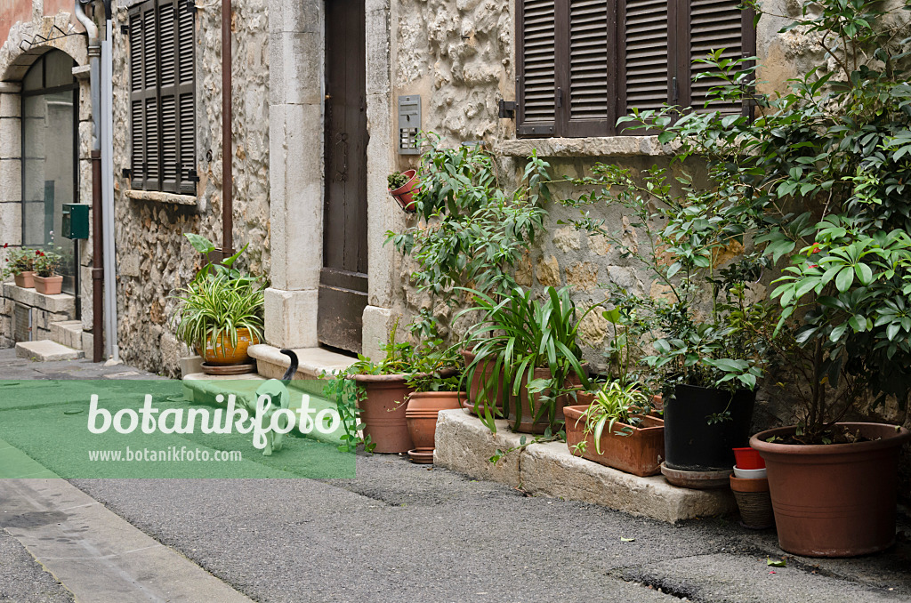 569082 - Cat in friont of an old town house with flower pots, Vence, France