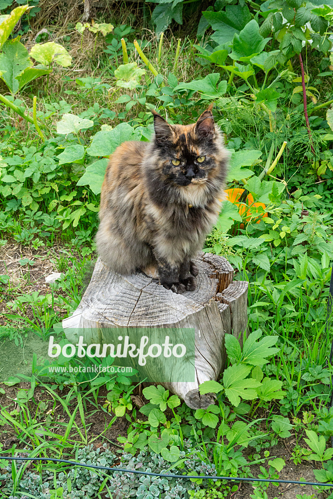 625010 - Cat on a tree stump