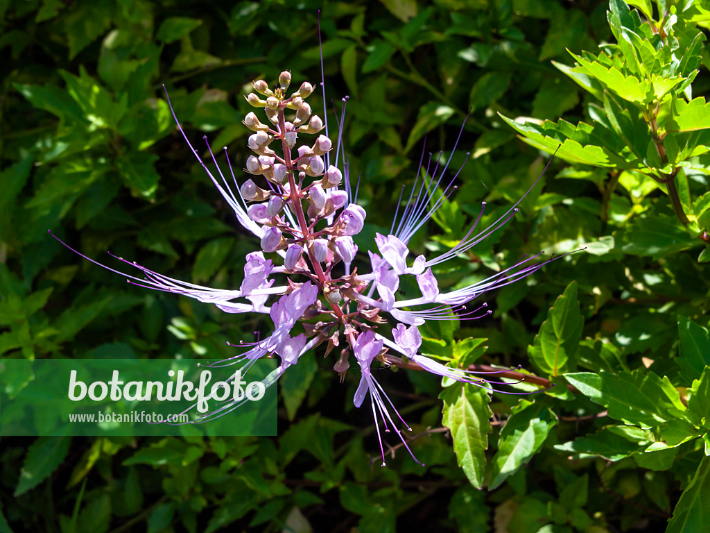 434181 - Cat's whiskers (Orthosiphon aristatus 'Purple')