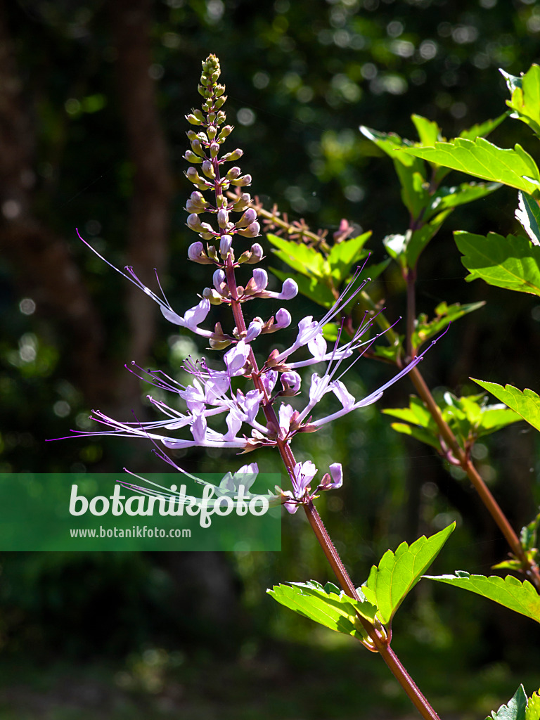 434182 - Cat's whiskers (Orthosiphon aristatus 'Purple')