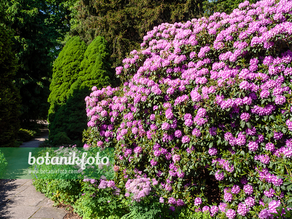 460138 - Catawba rhododendron (Rhododendron catawbiense 'Grandiflorum')