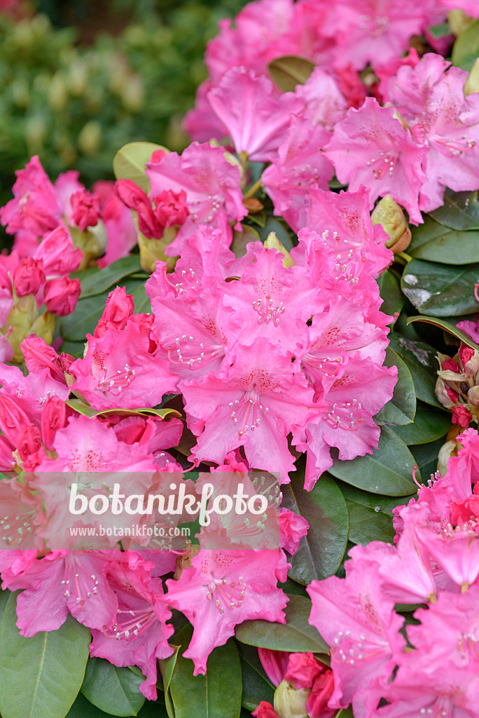 558213 - Catawba rhododendron (Rhododendron catawbiense 'Germania')