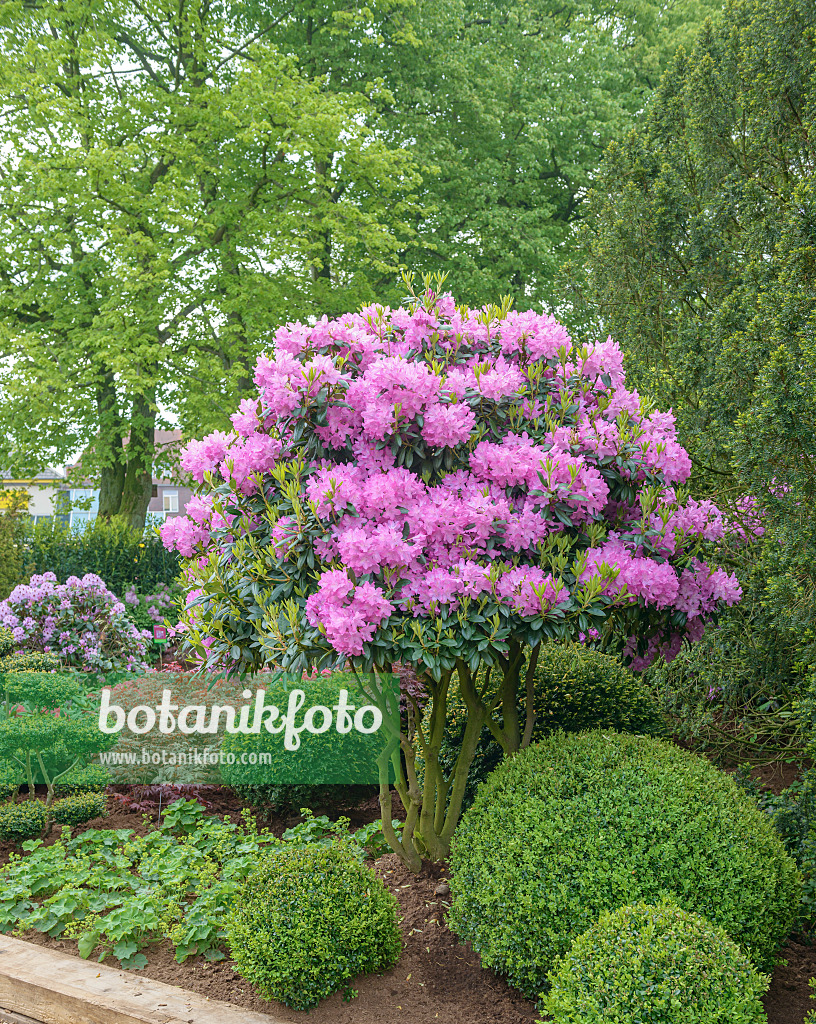 558226 - Catawba rhododendron (Rhododendron catawbiense 'Roseum Elegans') and common boxwood (Buxus sempervirens)