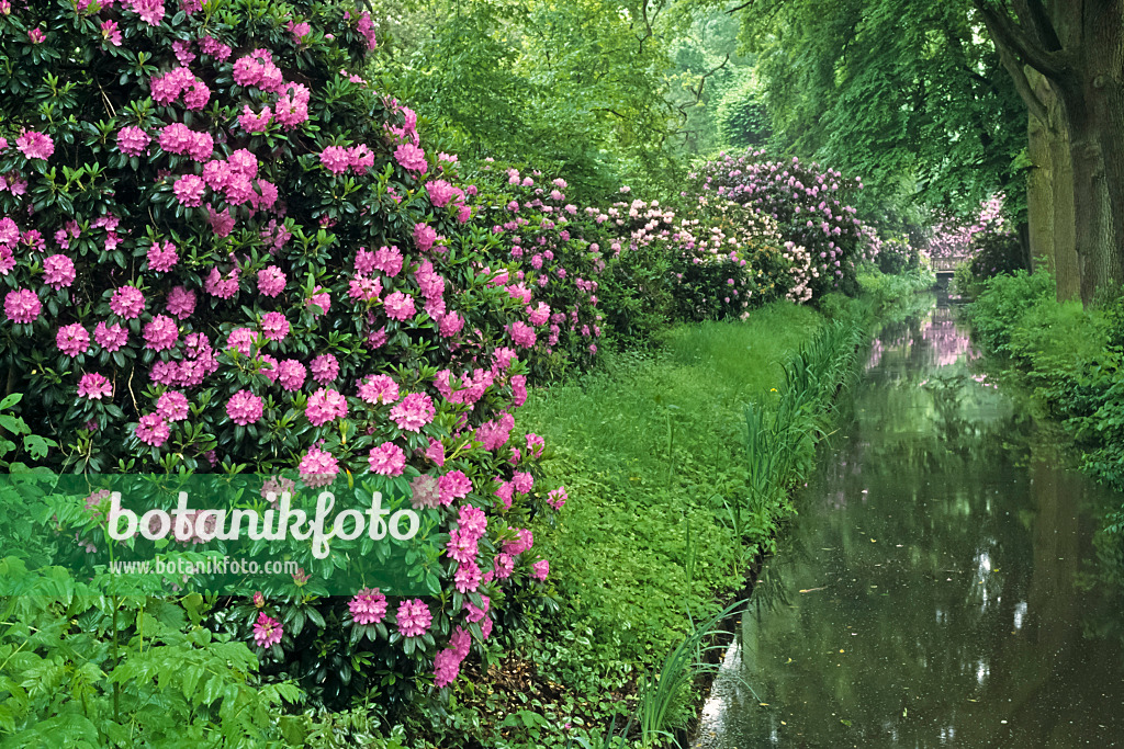 390140 - Catawba rhododendron (Rhododendron catawbiense) at a water ditch