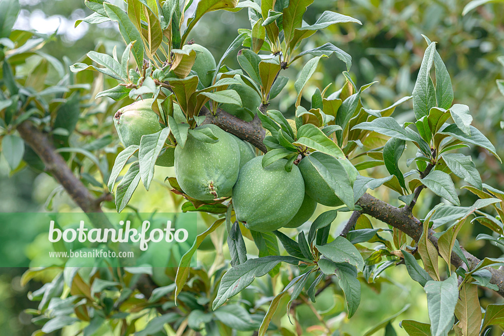 575053 - Cathay quince (Chaenomeles cathayensis)