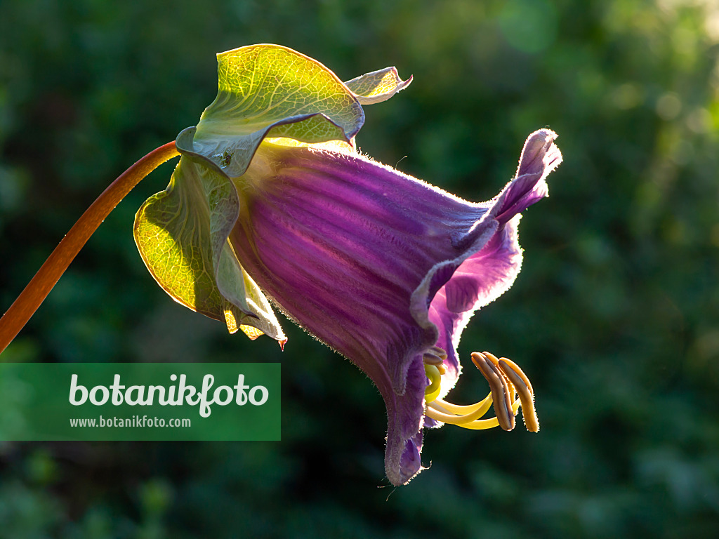 428228 - Cathedral bells (Cobaea scandens)