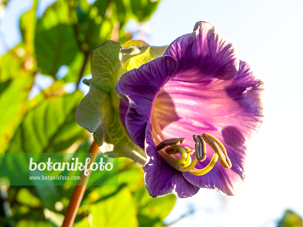 428229 - Cathedral bells (Cobaea scandens)