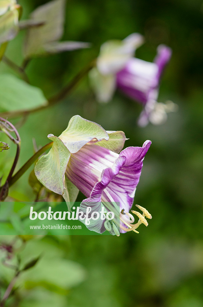 525020 - Cathedral bells (Cobaea scandens)