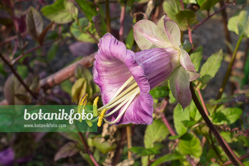 607253 - Cathedral bells (Cobaea scandens)