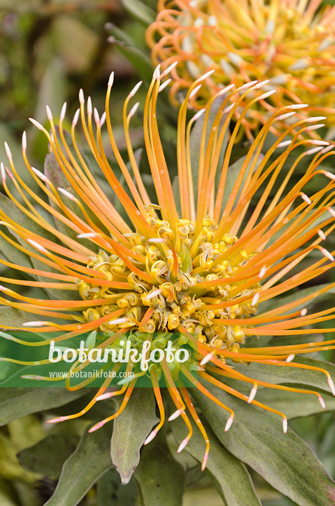 508498 - Catherine wheel pincushion (Leucospermum catherinae)