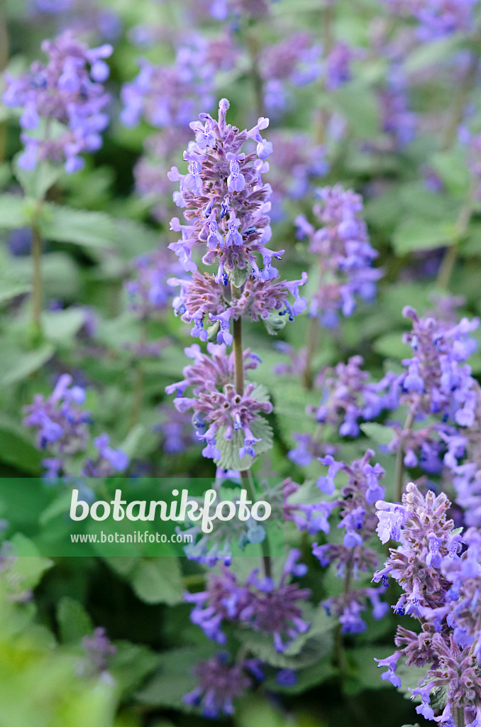 544133 - Catmint (Nepeta cataria)