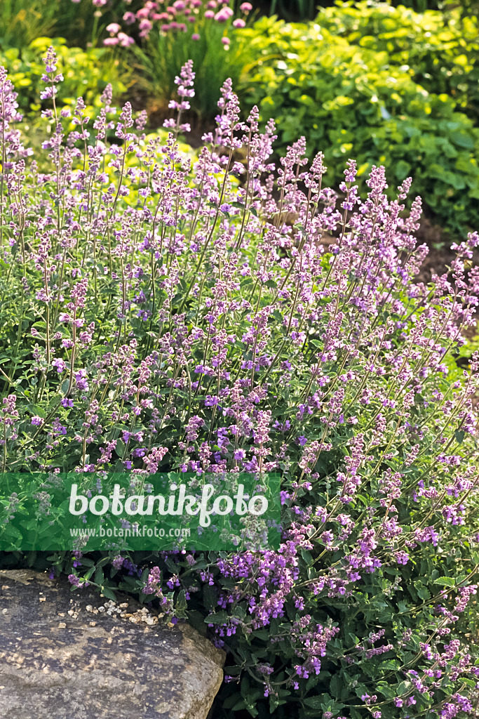 390150 - Catmint (Nepeta x faassenii)